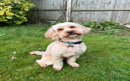Cavapoo dogs for sale: Beautiful Cavapoo Puppies🐶 - Image 12