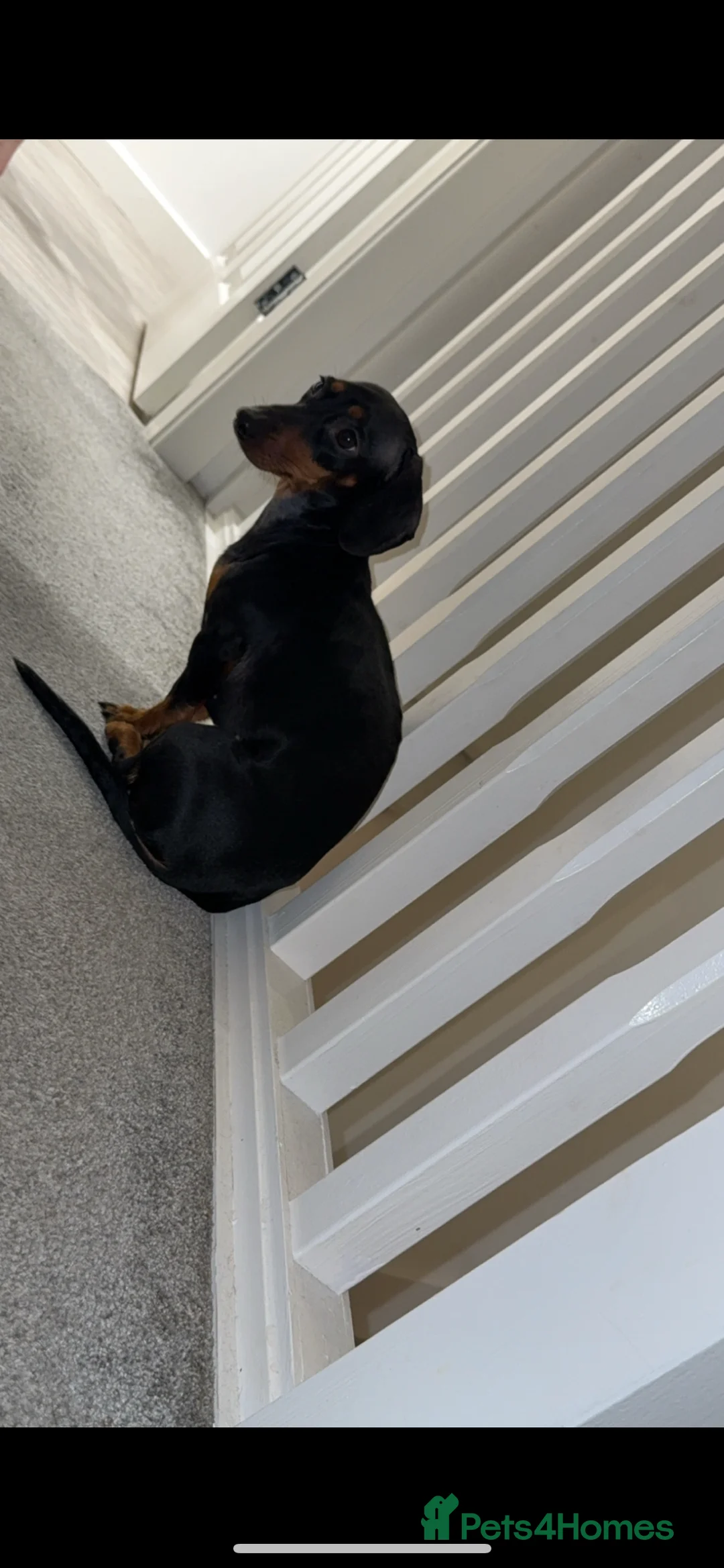 Miniature Dachshund dogs for sale: Female miniature dachshund  - Advert 9