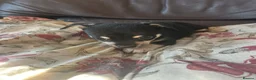 Chihuahua dogs for sale: 5 Beautiful Chihuahua Puppies For Sale  - Advert 15