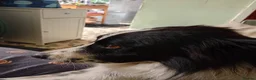 Mixed Breed dogs for adoption: Meet Freckles, currently residing in Sheffield  in Sheffield - Advert 10