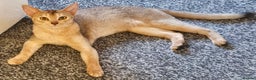 Abyssinian cats for sale: QUEEN ABYSSINIAN READY FOR STUD NOW - Advert 3