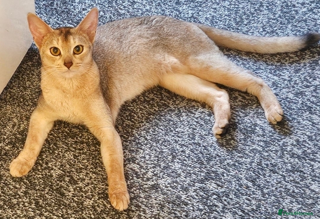 Abyssinian cats for sale: QUEEN ABYSSINIAN READY FOR STUD NOW - Advert 3