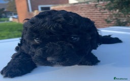 Maltipoo dogs for sale: F1B maltipoo - Image 21