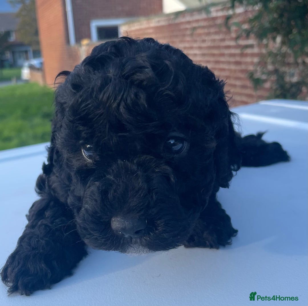 Maltipoo dogs for sale: F1B maltipoo - Image 21