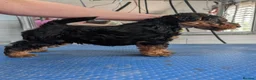 Welsh Terrier dogs for sale: Outstanding Litter of Champion Line Welsh Terriers - Advert 17