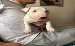 English Bull Terrier dogs for sale: English bull terierr puppies for sale  - Image 8