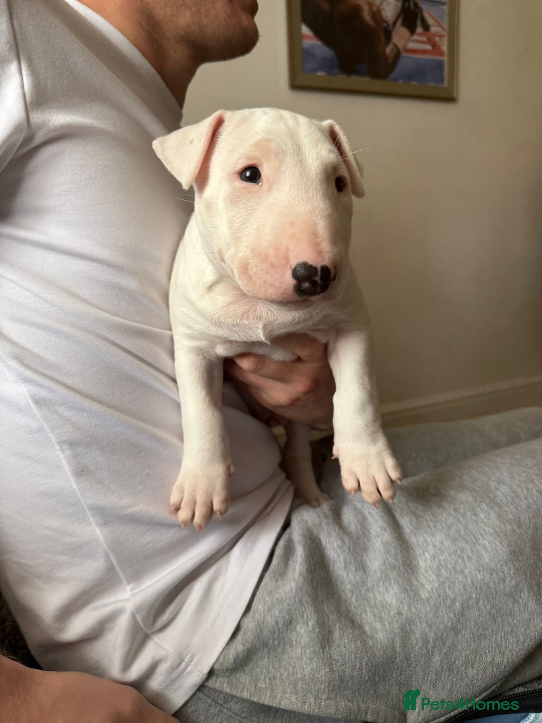 English Bull Terrier dogs for sale: English bull terierr puppies for sale  - Image 8