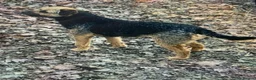 Border Terrier dogs for sale: Healthy Bundles of Border joy  - Advert 23