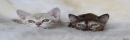 Asian cats for sale: Quality Pedigree Registered Asian Kittens in Saint Austell - Advert 6