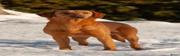 Labrador Retriever dogs for stud: Fully health tested proven lab studs - Advert 9