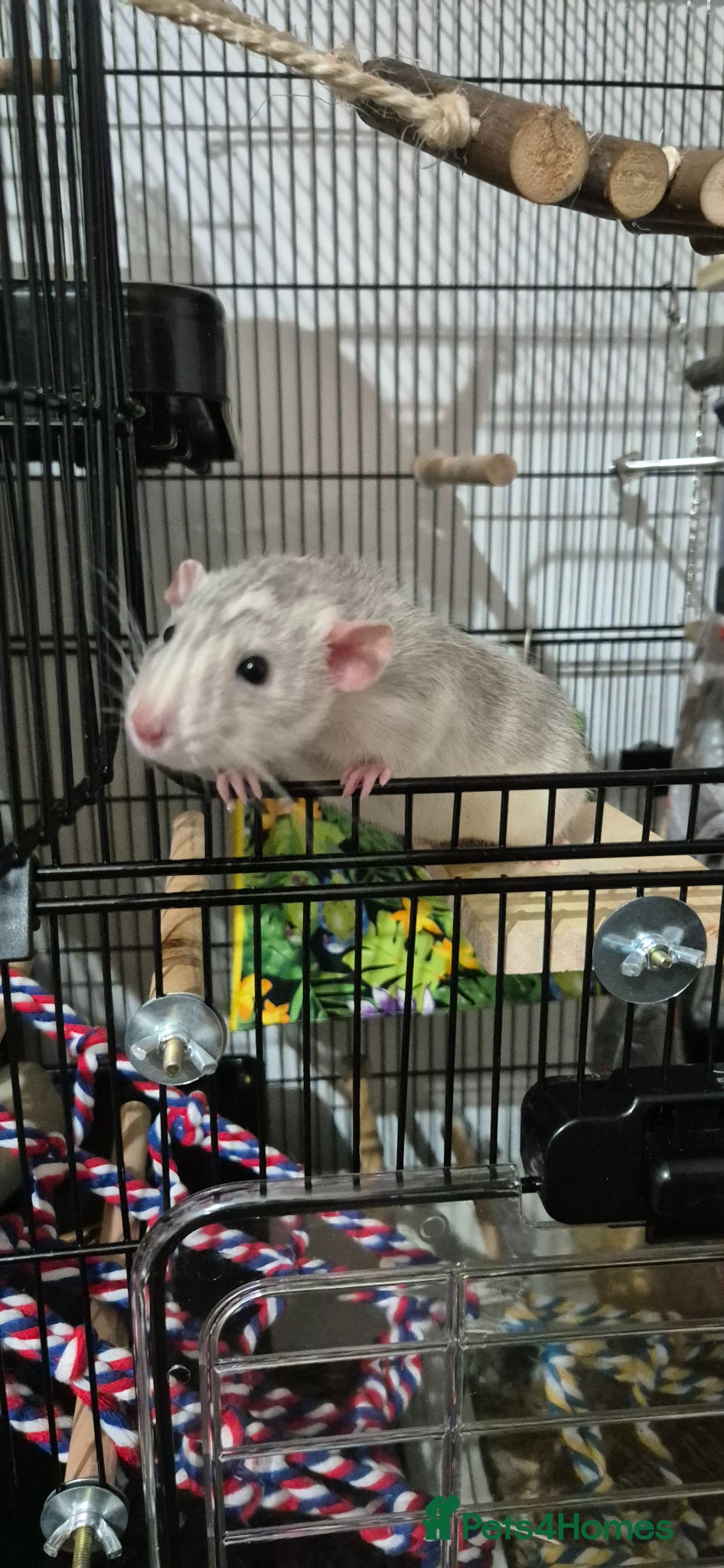 Rat rodents 2 Male Rats  - Advert 1