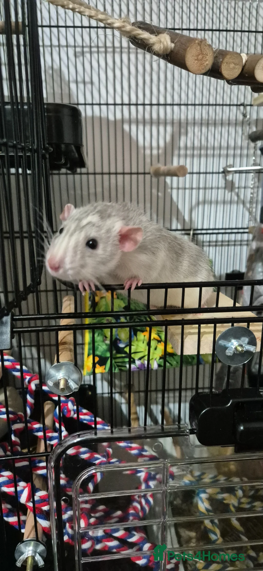 Rat rodents for sale: 2 Male Rats  in Northallerton - Advert 1