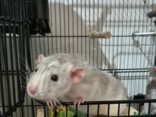 Rat rodents 2 Male Rats - Advert 1