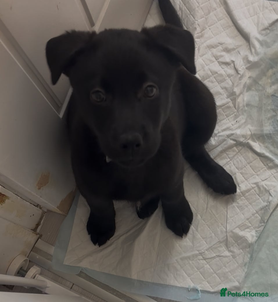 Mixed Breed dogs 🐾 Female Labrador x Husky Puppy Available 🐾 - Advert 7