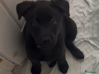 Mixed Breed dogs 🐾 Female Labrador x Husky Puppy Available 🐾 - Advert 7