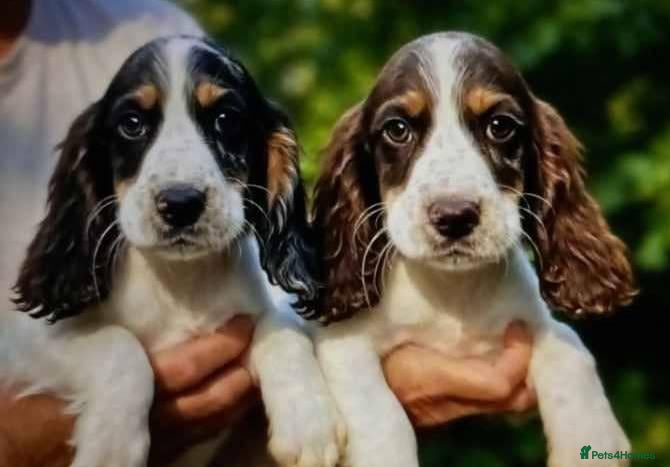 Cocker Spaniel dogs 6 cocker spaniel puppies  - Advert 18