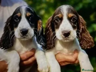 Cocker Spaniel dogs 6 cocker spaniel puppies - Advert 1