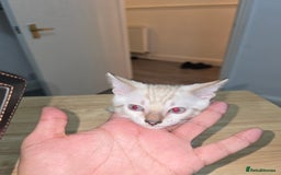 Bengal cats for sale: BLUE EYE SNOW BENGAL LYNC TICA ACTIVE - Image 31