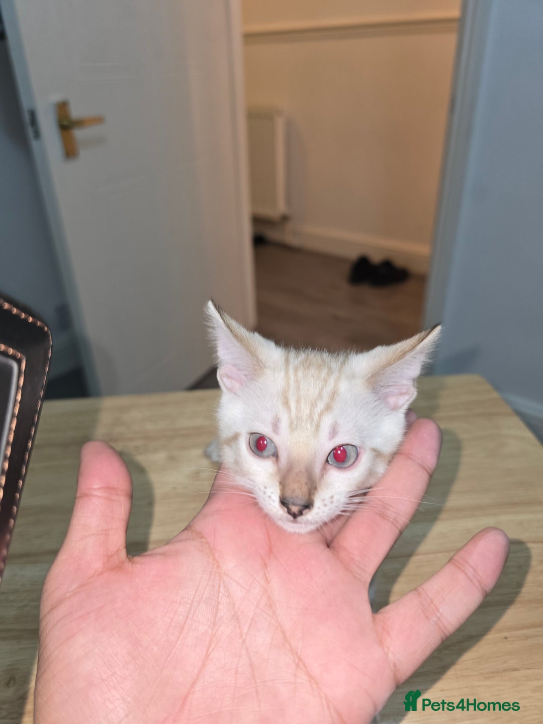 Bengal cats for sale: BLUE EYE SNOW BENGAL LYNC TICA ACTIVE - Image 31