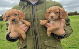 Cocker Spaniel dogs for sale: WORKING COCKER SPANIELS - Image 1