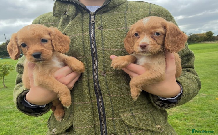 Cocker Spaniel dogs - Advert 7