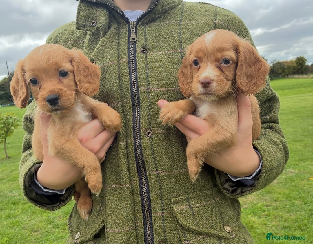 Cocker Spaniel dogs for sale: WORKING COCKER SPANIELS - Image 1