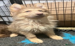 German Shepherd dogs for sale: German Shepherd Puppies Liver Isabella Blue Black  - Advert 4