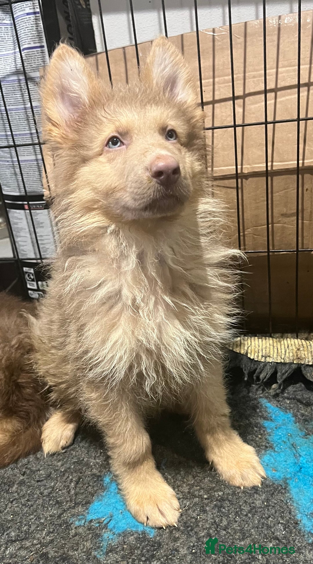 German Shepherd dogs for sale: German Shepherd Puppies Liver Isabella Blue Black  - Advert 4