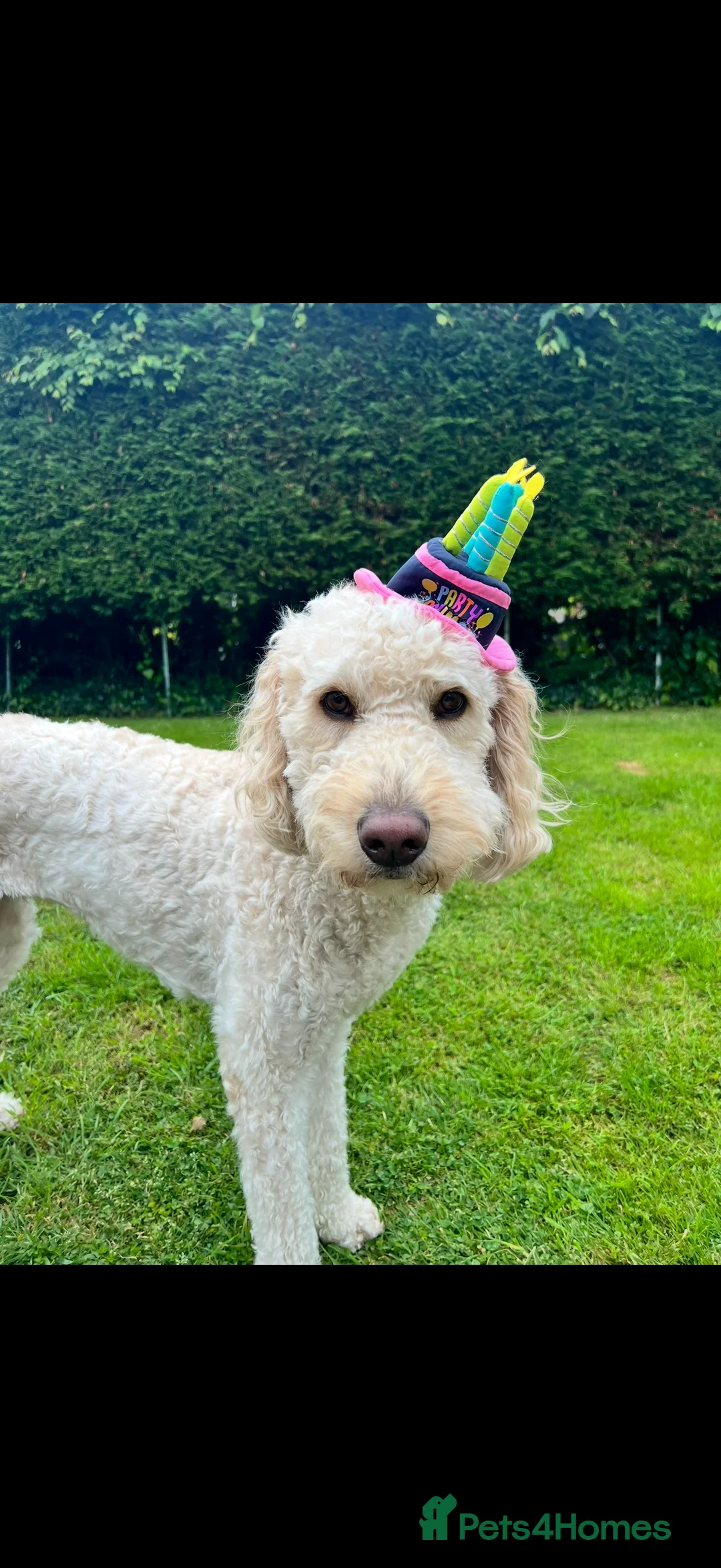 Mixed Breed dogs for sale: Australian Labradoodles - Advert 1