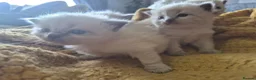 Ragdoll cats for sale: beautiful Ragdoll kittens – 2 boys and 1 girl. - Advert 10