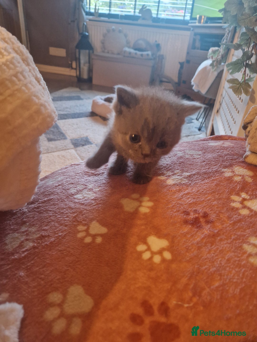 British Shorthair cats for sale: Beutiful British shorthair kittens  - Image 12