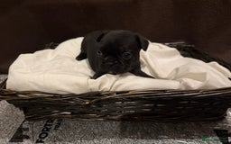 French Bulldog dogs for sale: 7 beautiful French bulldog puppies for sale - Image 5