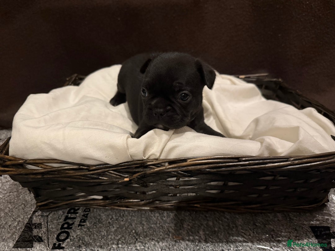 French Bulldog dogs for sale: 7 beautiful French bulldog puppies for sale - Image 5