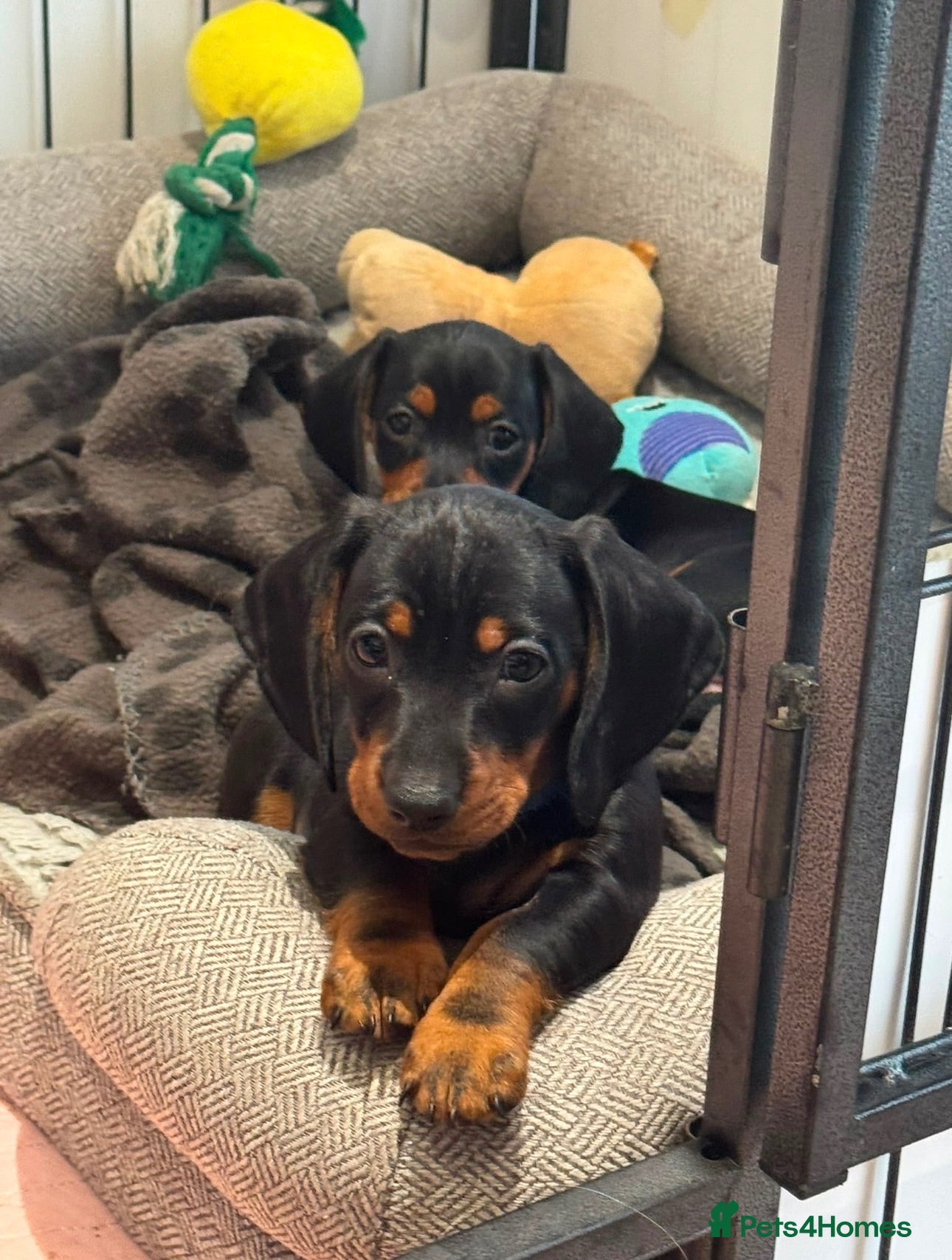 Miniature Dachshund dogs Gorgeous KC reg miniature dachshund puppies  - Advert 1