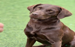 Labrador Retriever dogs for sale: Outstanding fully health tested chocolates  - Image 10