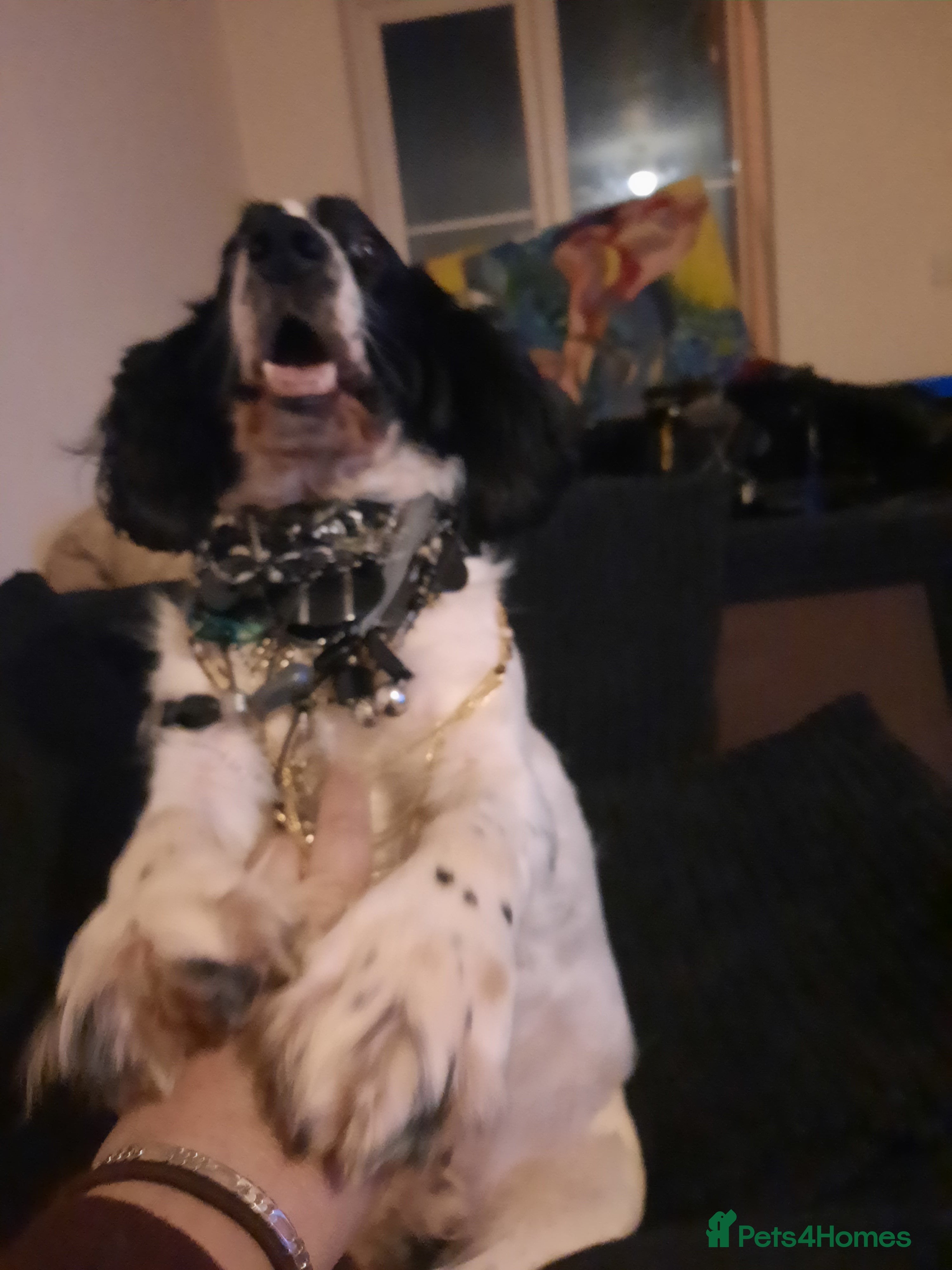 English Springer Spaniel dogs He loveable and fun  - Advert 2