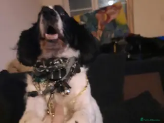 English Springer Spaniel dogs He loveable and fun - Advert 6