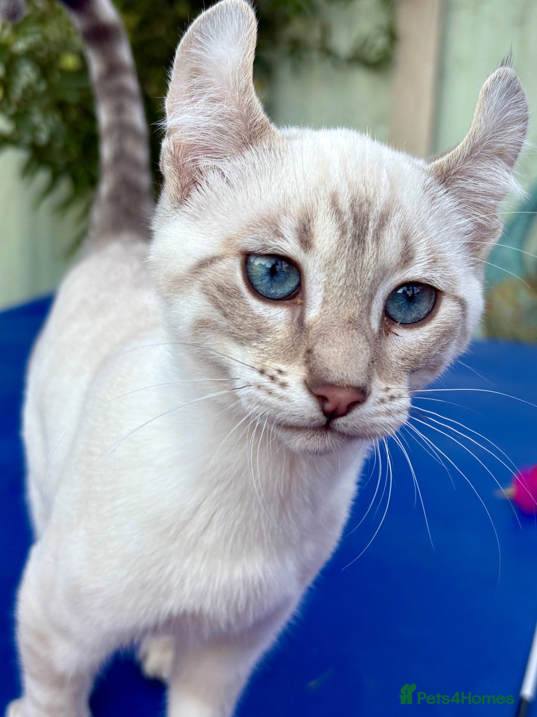Savannah cats for sale: Superb polydactyl curled eared snow leopard  - Image 23