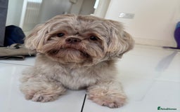 Shih Tzu dogs for sale: Bambi (nearly 2 year old liver shih tzu) - Image 3
