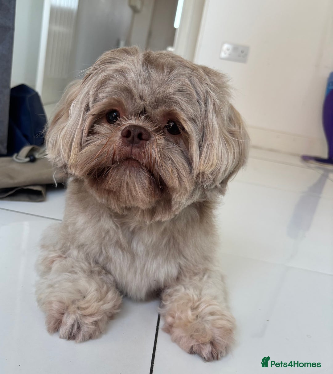 Shih Tzu dogs for sale: Bambi (nearly 2 year old liver shih tzu) - Image 3