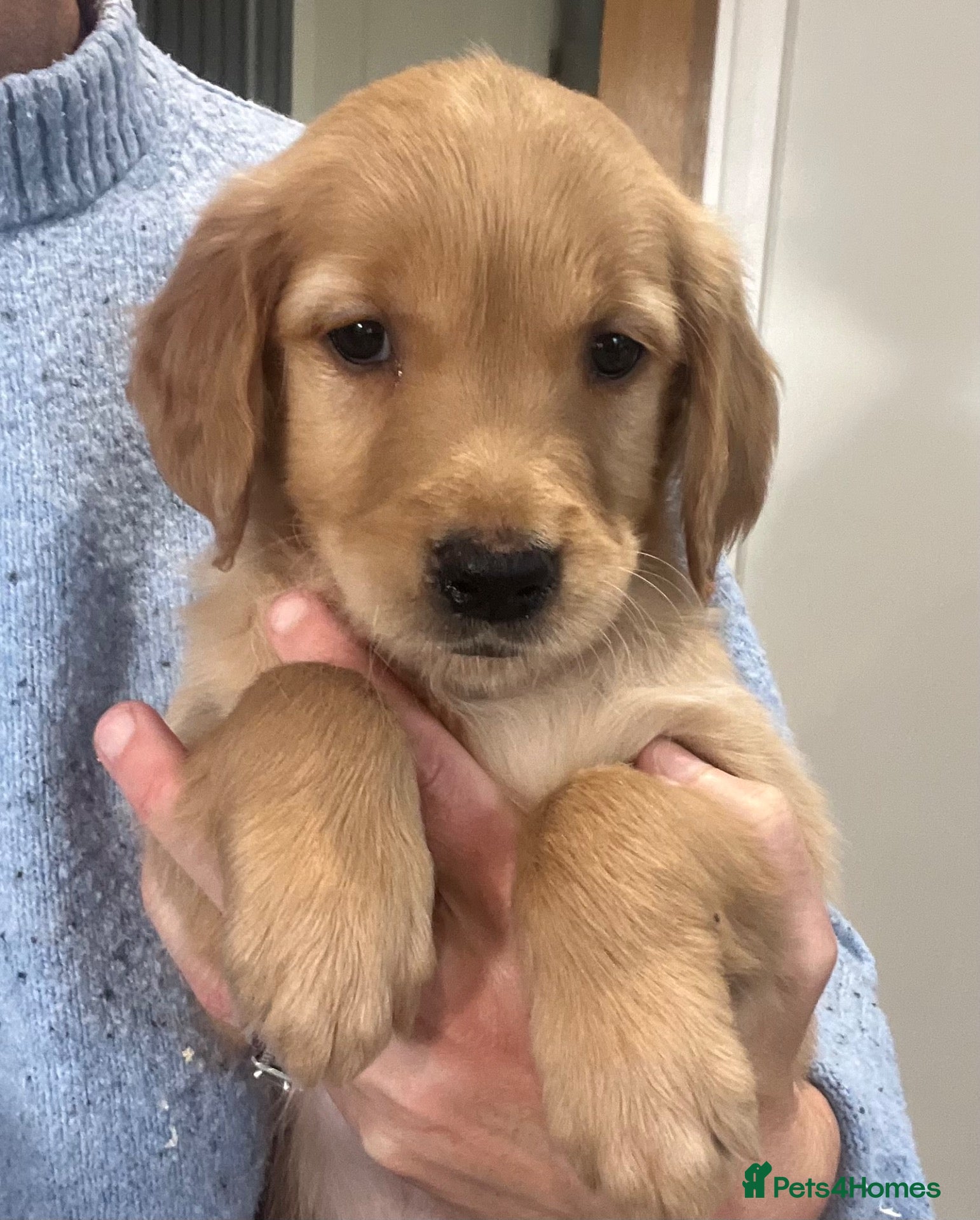 Golden Retriever dogs Beautiful KC Golden Retriever Puppies  - Advert 2