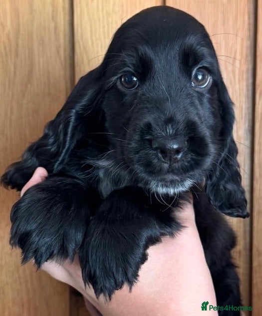 Cocker Spaniel dogs Show type cocker spaniels  - Advert 6
