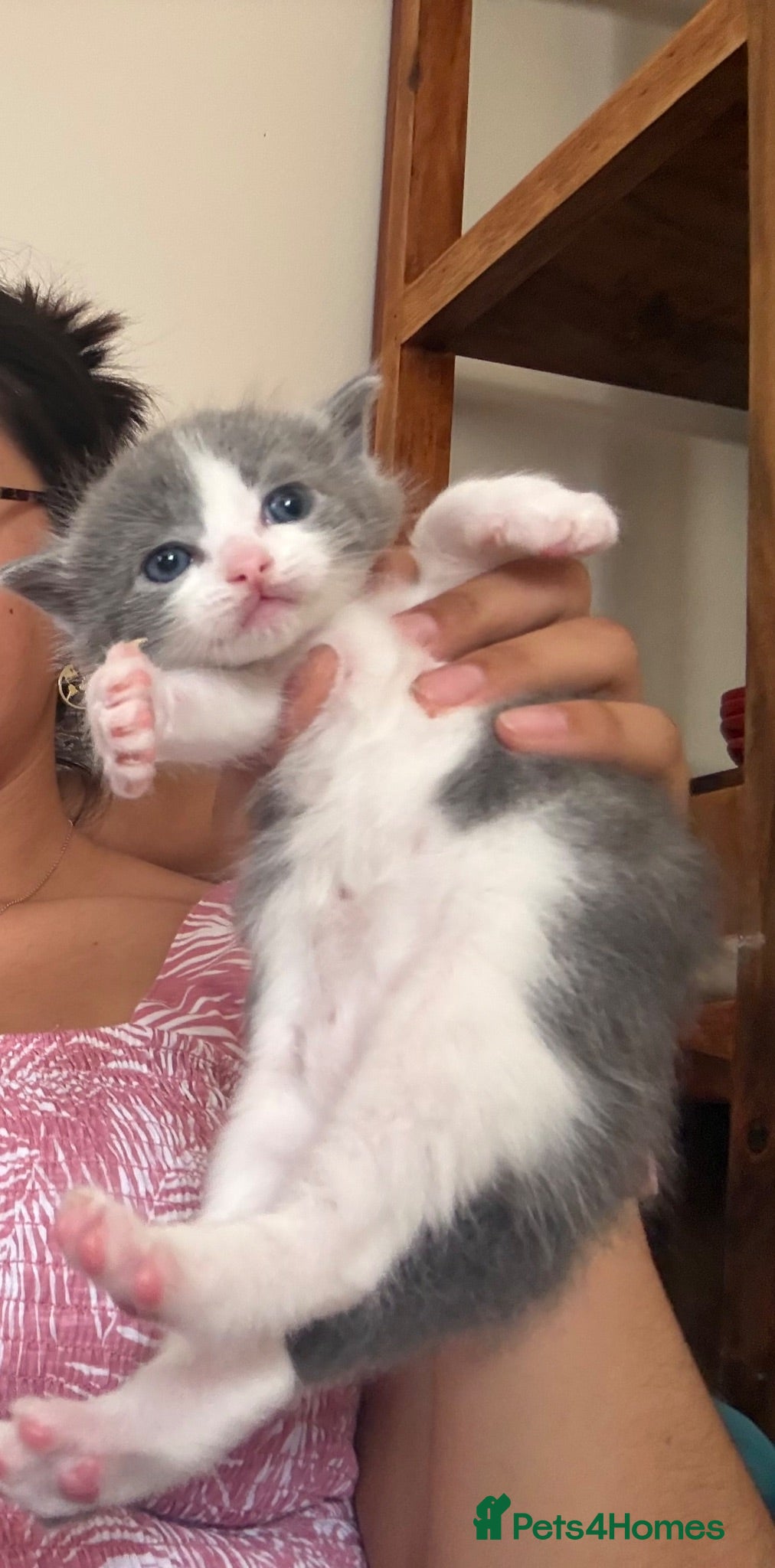 British Shorthair cats Ragdoll x Tabby Grey Adorable Kittens  - Advert 1