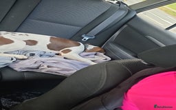 Mixed Breed dogs for sale: For sale mix breed female 7month old - Image 1