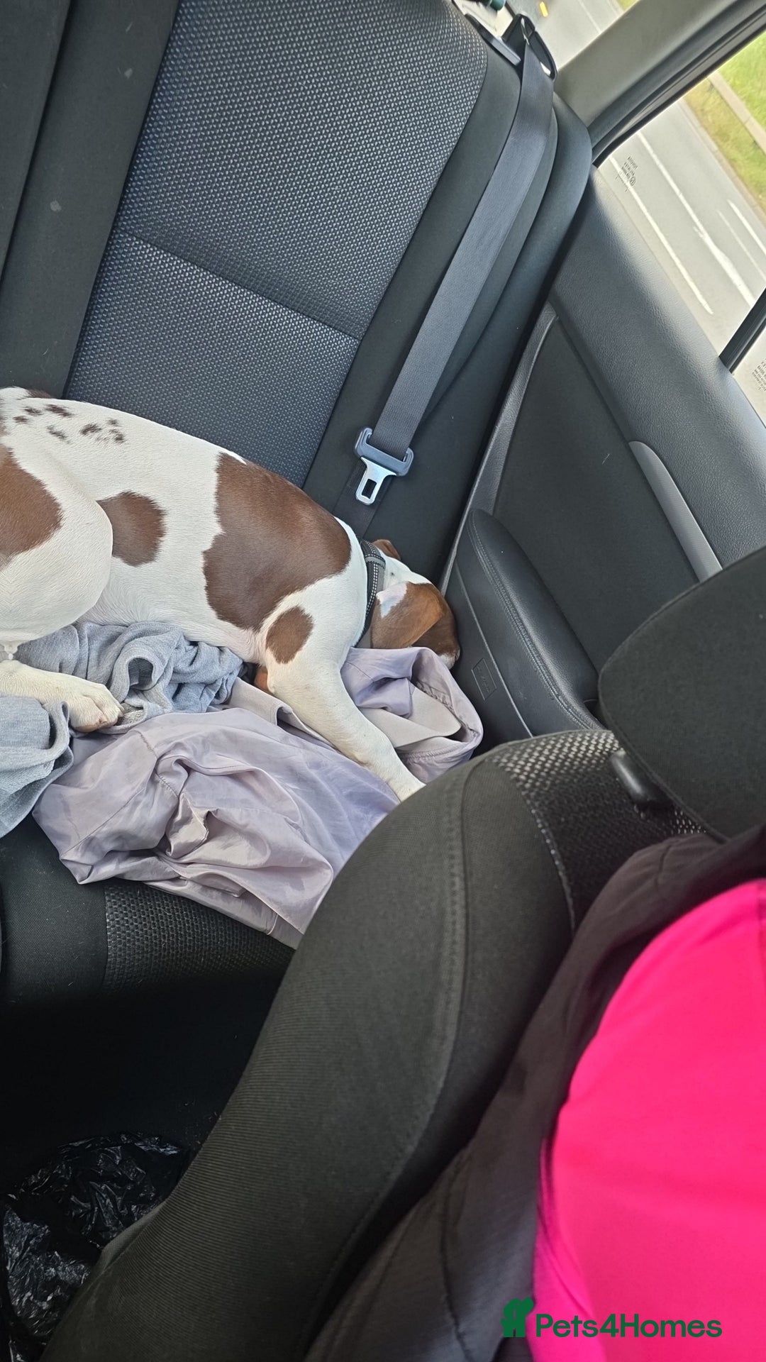 Mixed Breed dogs for sale: For sale mix breed female 7month old - Image 1