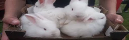 New Zealand rabbits for sale: New Zealand white kits for sale  in Wallington - Advert 8