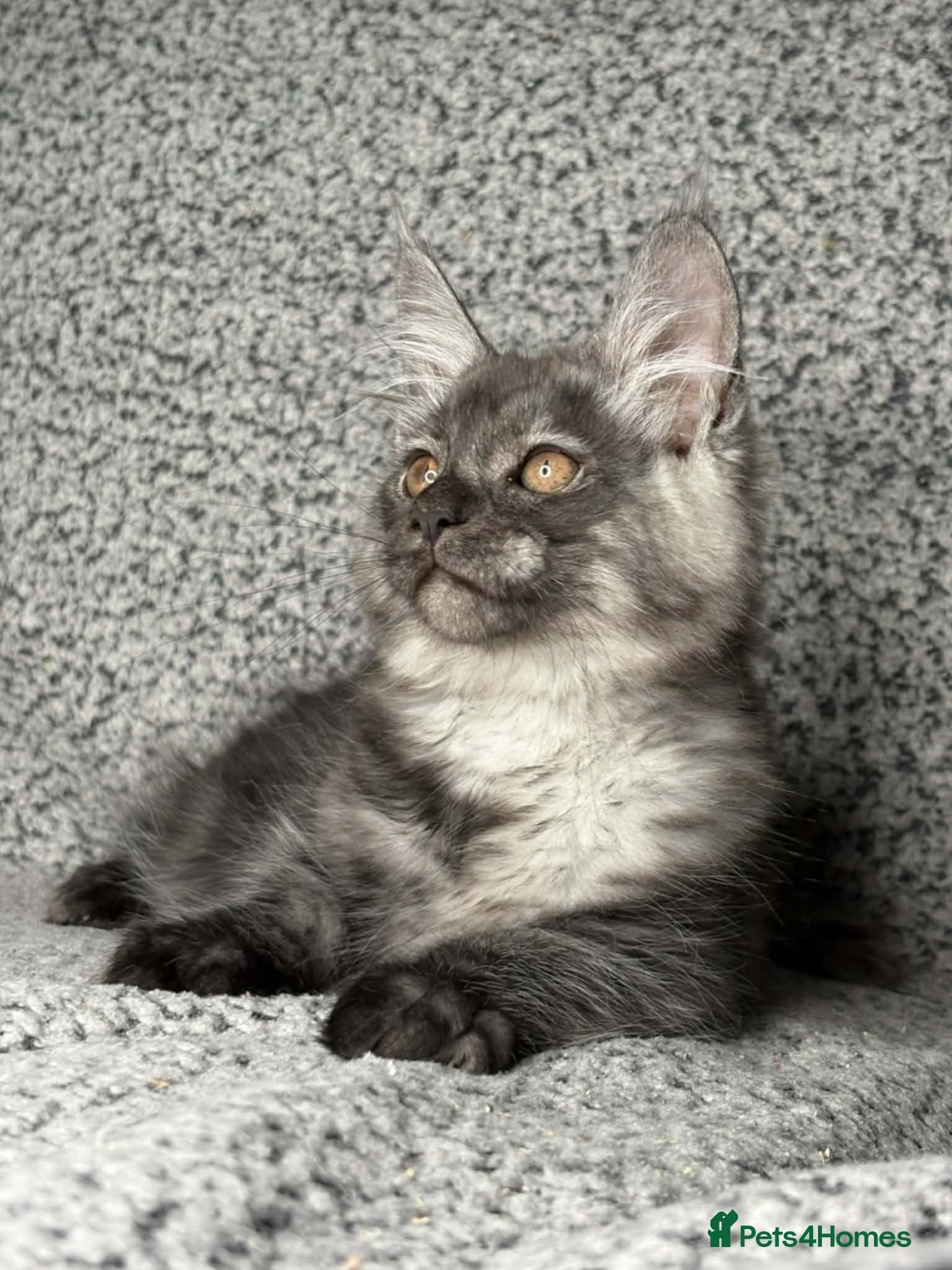 Maine Coon cats GCCF Registered Maine Coon Boys.  - Advert 6