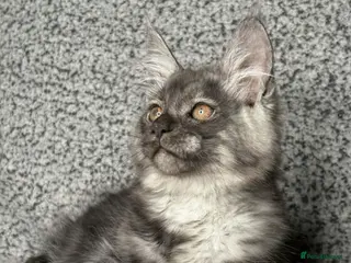 Maine Coon cats GCCF Registered Maine Coon Boys. - Advert 6