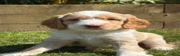 Sproodle dogs for sale: Sproodle f1b  - Advert 5