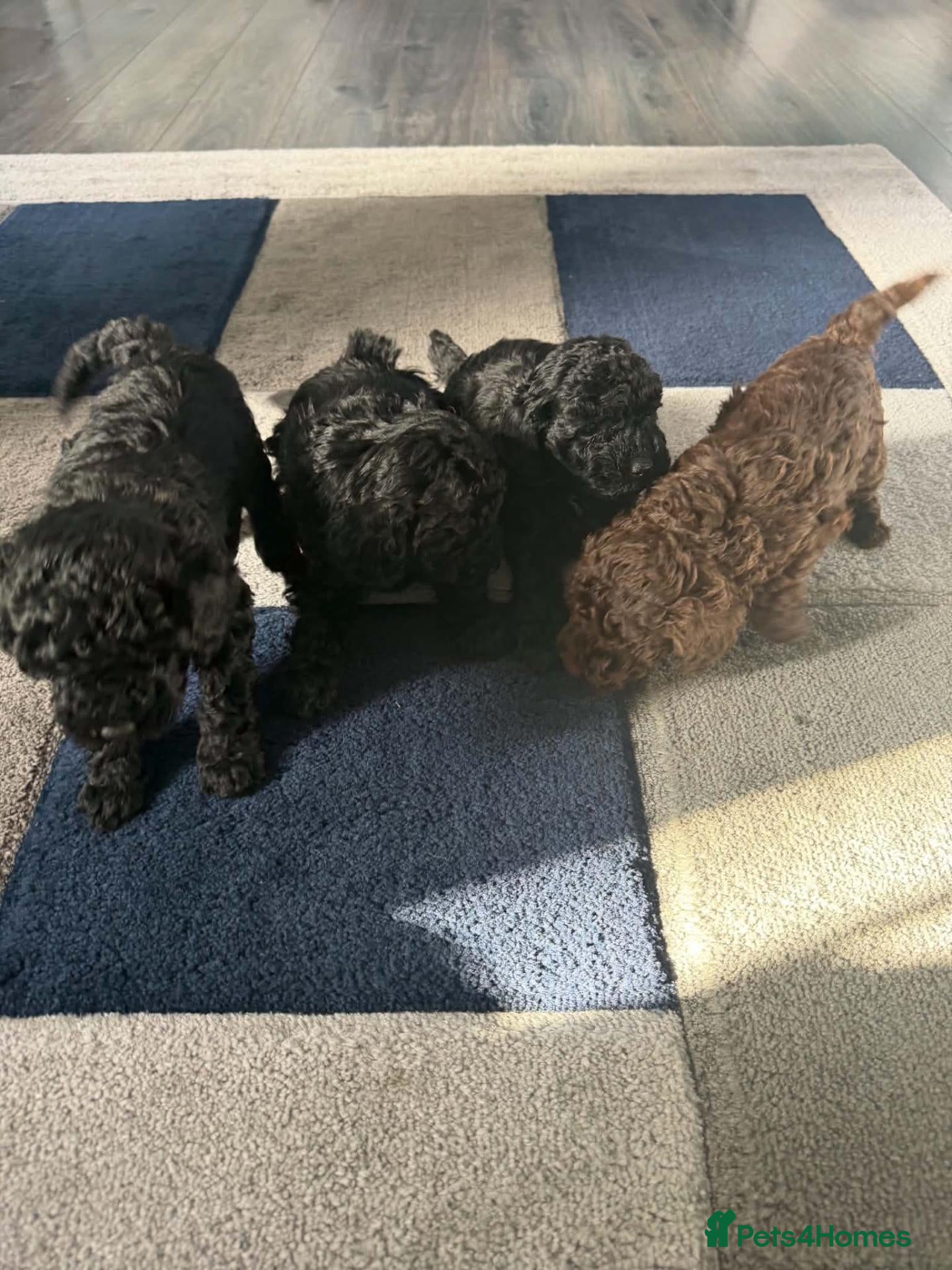 Toy Poodle dogs Toy poodle puppies looking for forever homes - Advert 10